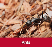 ants-box